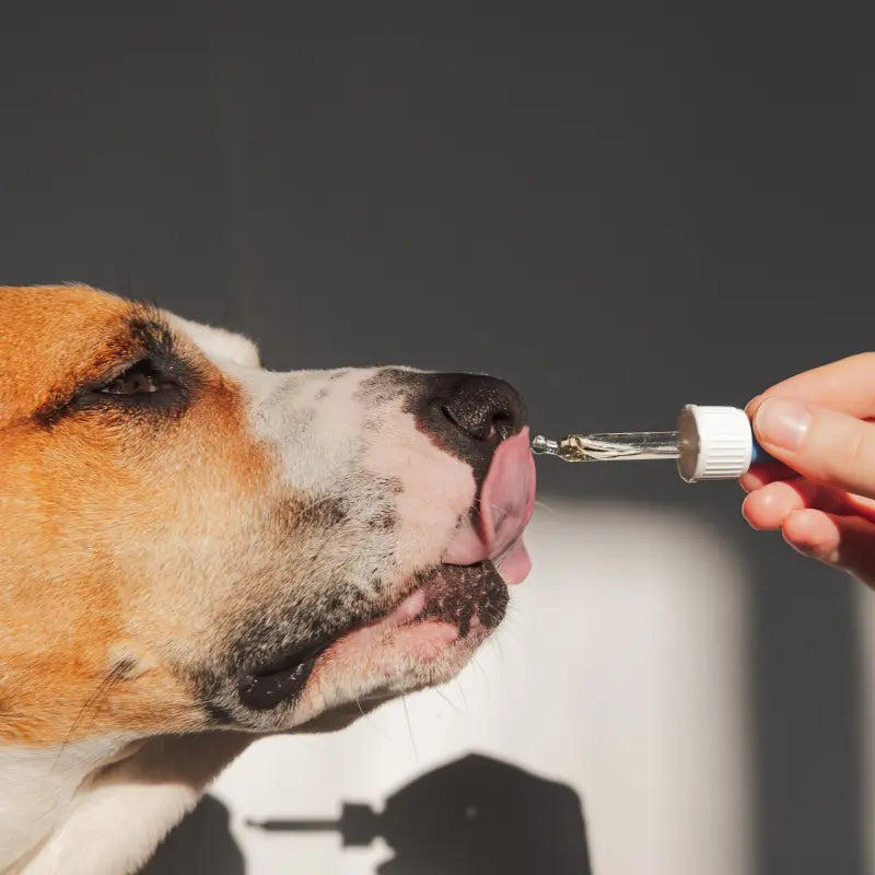 anti aging supplements for dogs drip supplement layer 2