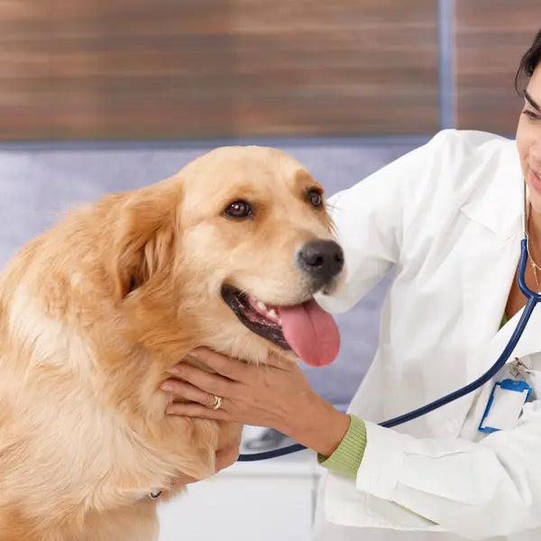 veterinarian anti aging supplements for dogs golden retriever at vet