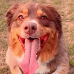 anti aging supplements for dogs customer approval