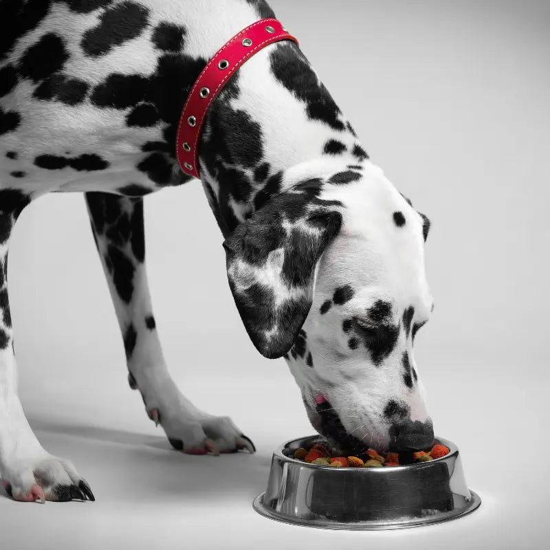 anti aging supplements for dogs dalmation eats from bowl