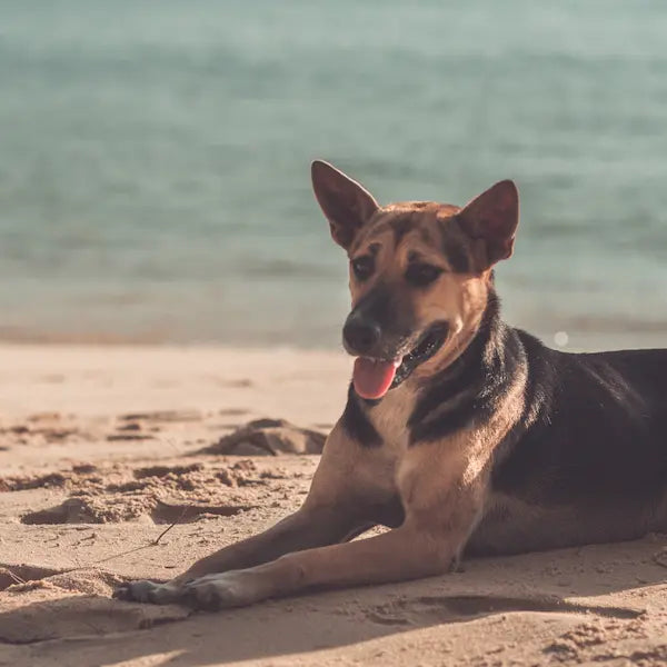 anti aging supplements for dogs layer 1 german shepherd at beach