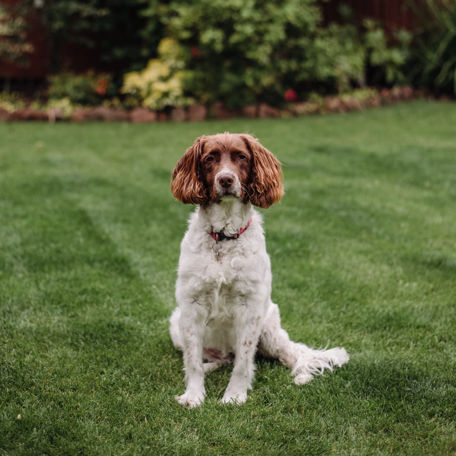 arterra dog supplement intro