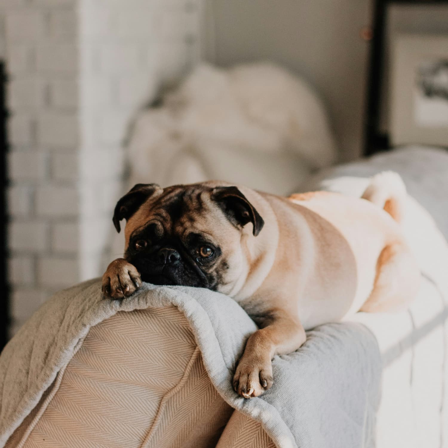 arterra dog supplement critiques