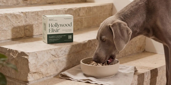 Mitochondrial Support for Dogs: Rebuild Energy
