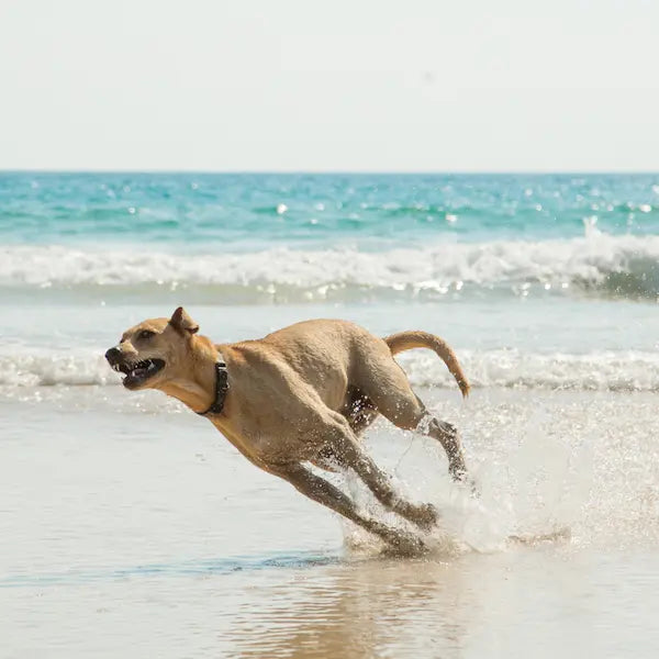 what is the best anti aging supplement for dogs? dog sprinting on beach illustration of health