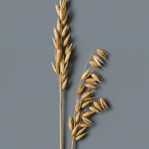 Beta Glucans ingredient image