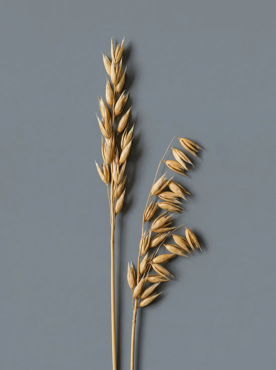 β-glucans