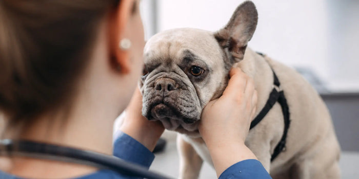 Can Dogs Dehydrate? Signs, Checks & When It's Urgent