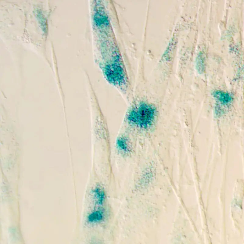 cellular senescence 12 hallmarks of aging in dogs 1