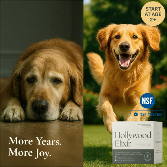 Hollywood Elixir™ — More Time, With Love
