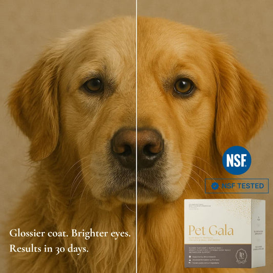 Pet Gala™ — Radiance for Cats & Dogs