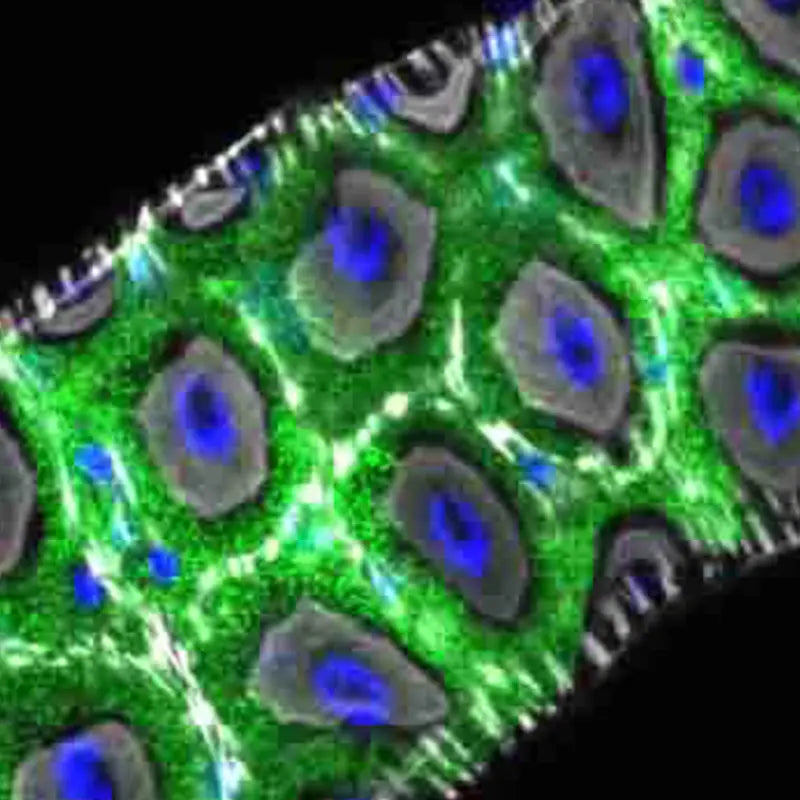 dergulated nutrient sensing 12 hallmarks of aging in dogs 11