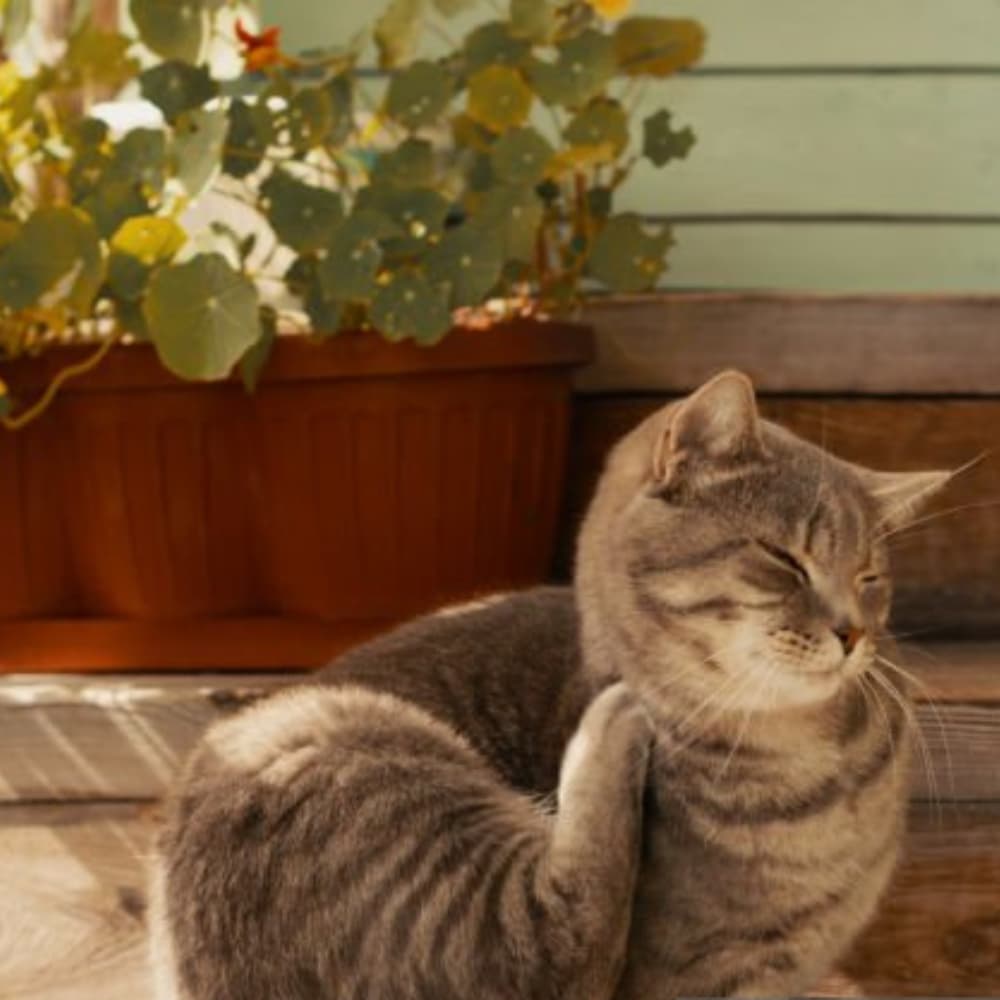 dry flaky itchy skin supplement for dogs and cats