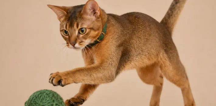 Vitamin B12 Supplement for Cats: Why Energy Drops and How to Restore Healthy Metabolism La Petite Labs Vitamin B12 Supplement for Cats: Why Energy Drops and How to Restore Healthy Metabolism La Petite Labs