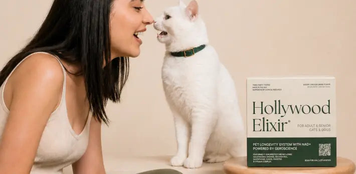 Glutathione for Cats: Why Levels Drop Under Stress and How to Rebuild Antioxidant Defense La Petite Labs Glutathione for Cats: Why Levels Drop Under Stress and How to Rebuild Antioxidant Defense La Petite Labs