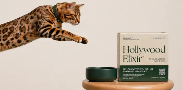 Lifestyle shot of cat and Hollywood Elixir, aligned with why is my cat lethargic.
