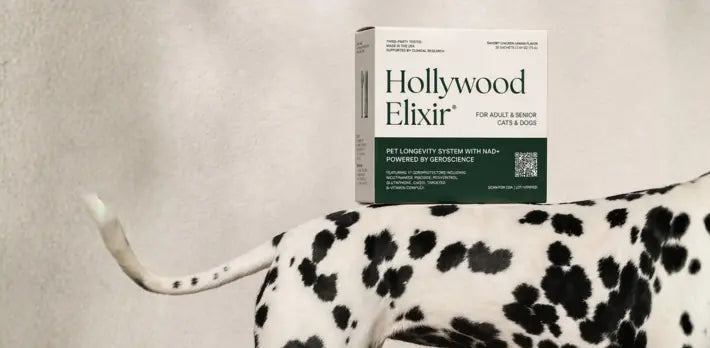Hollywood Elixir box above a spotted dog on a light background