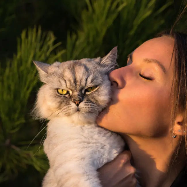 Expressive pug face reflecting gentle aging support associated with best vitamin c supplements for cats.