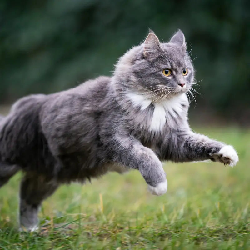 Product overview visual highlighting formulation integrity aligned with best vitamin c supplements for cats.