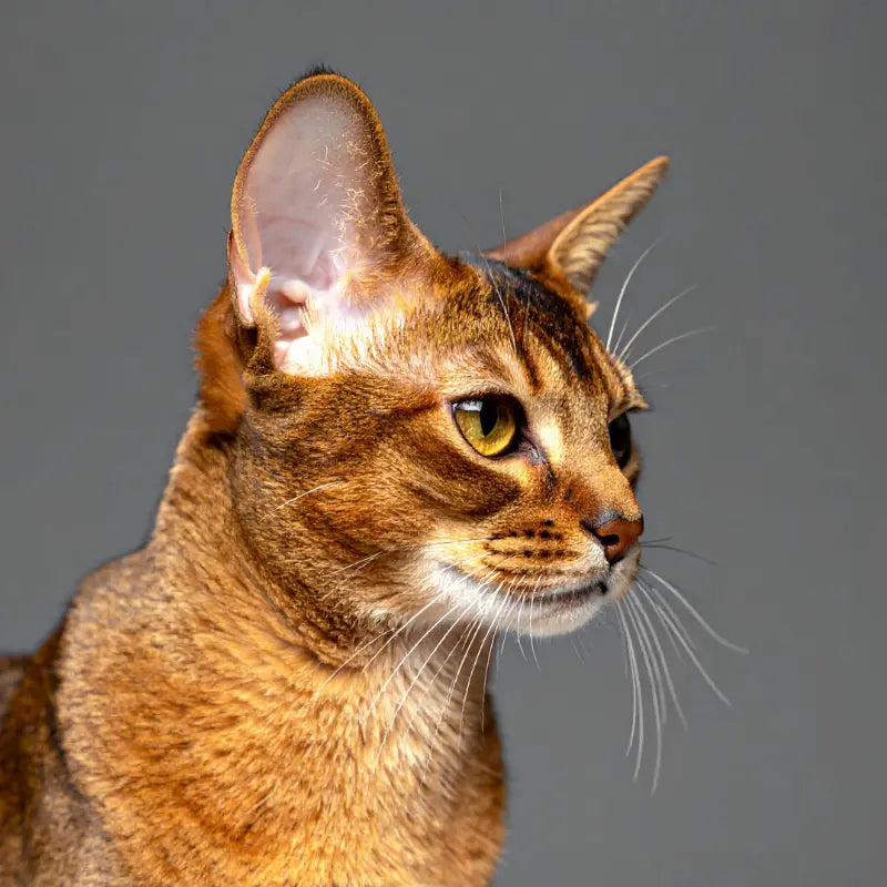 Scientific DNA render highlighting oxidative defense supported by best vitamin c supplements for cats.