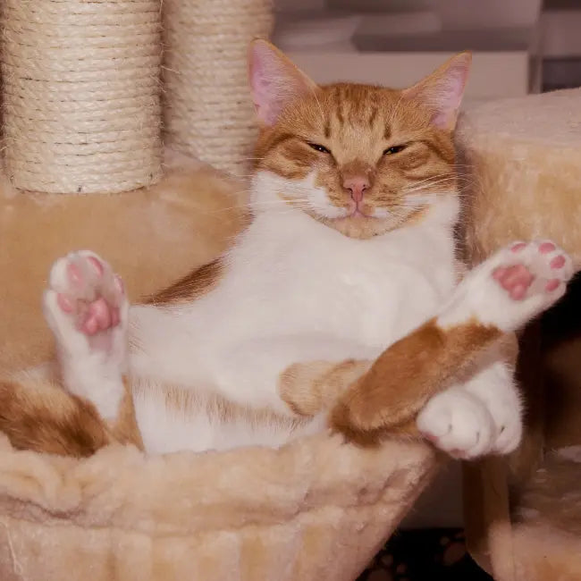 Glutathione for Cats: Why Levels Drop Under Stress and How to Rebuild Antioxidant Defense – La Petite Labs Glutathione for Cats: Why Levels Drop Under Stress and How to Rebuild Antioxidant Defense – La Petite Labs