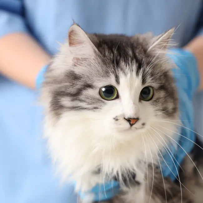 Dog in profile against soft background, showing calm attention with best vitamin c supplement for cats.