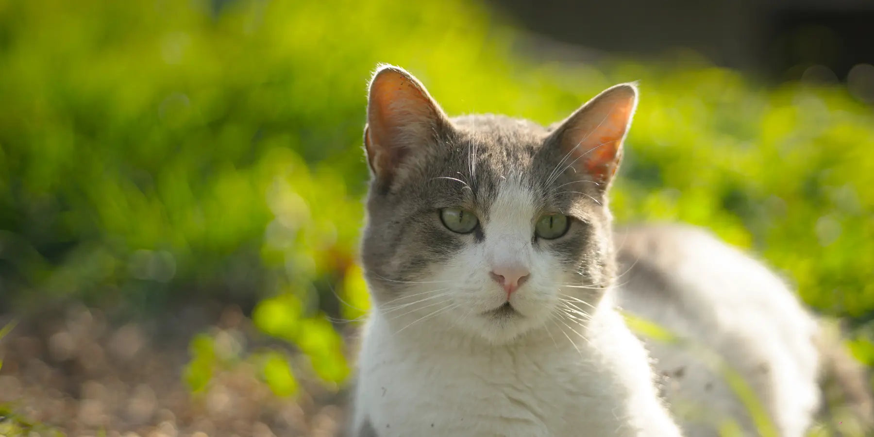 Glutathione for Cats: Why Levels Drop Under Stress and How to Rebuild Antioxidant Defense La Petite Labs Glutathione for Cats: Why Levels Drop Under Stress and How to Rebuild Antioxidant Defense La Petite Labs
