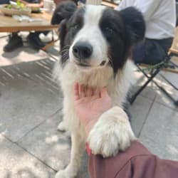 nad for dogs longevity happy customer