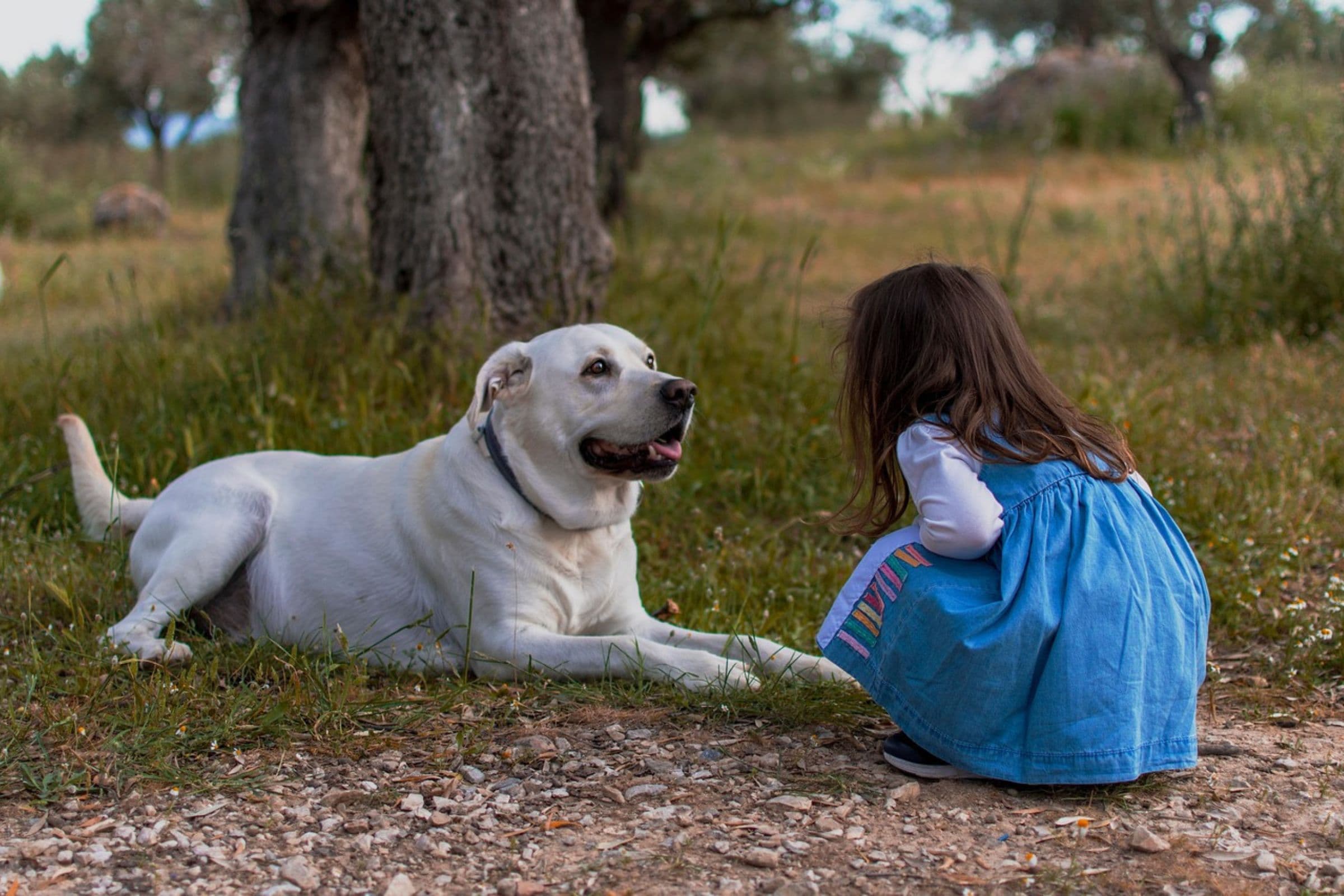 human grade pet supplements girl with labrador outdoors happy family
