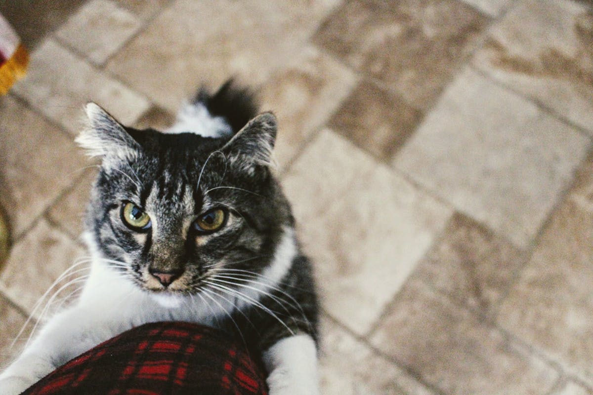 Cute tabby cat playfully reaching up indoors on a tiled floor.