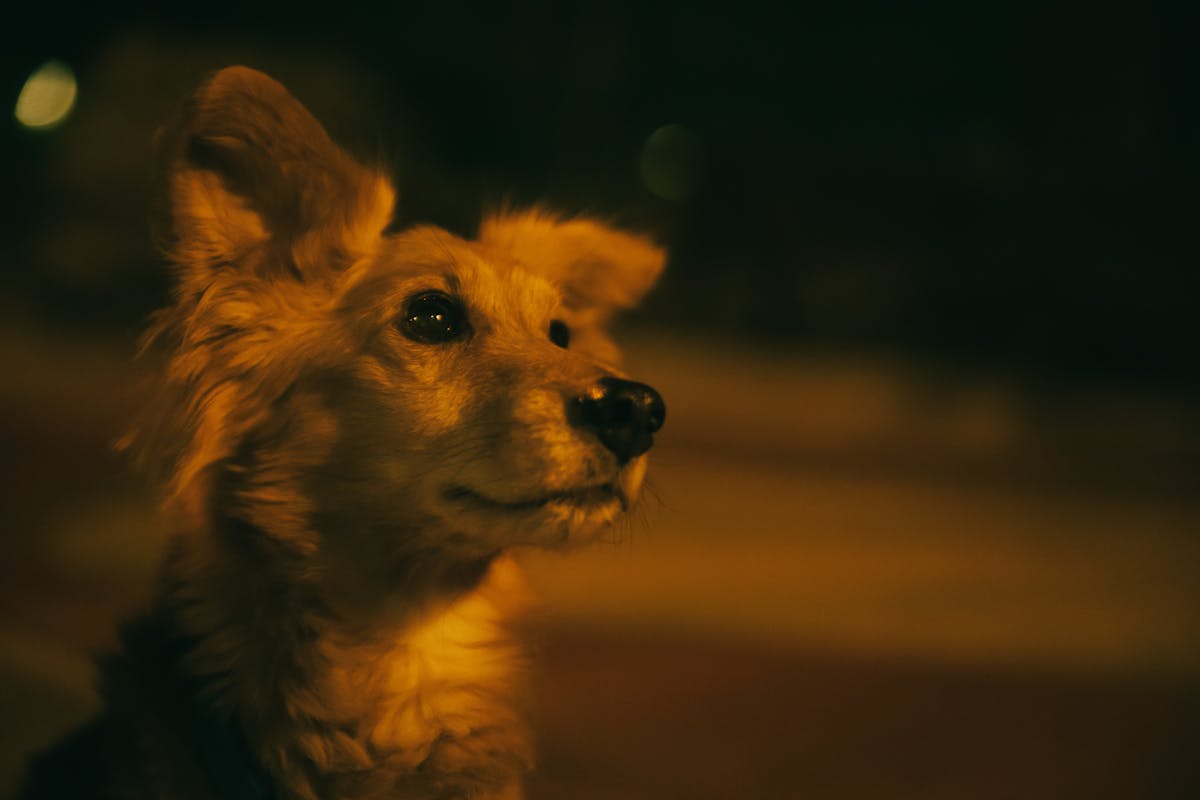 A peaceful kokoni dog enjoying a calm night outdoors, captured in warm tones.