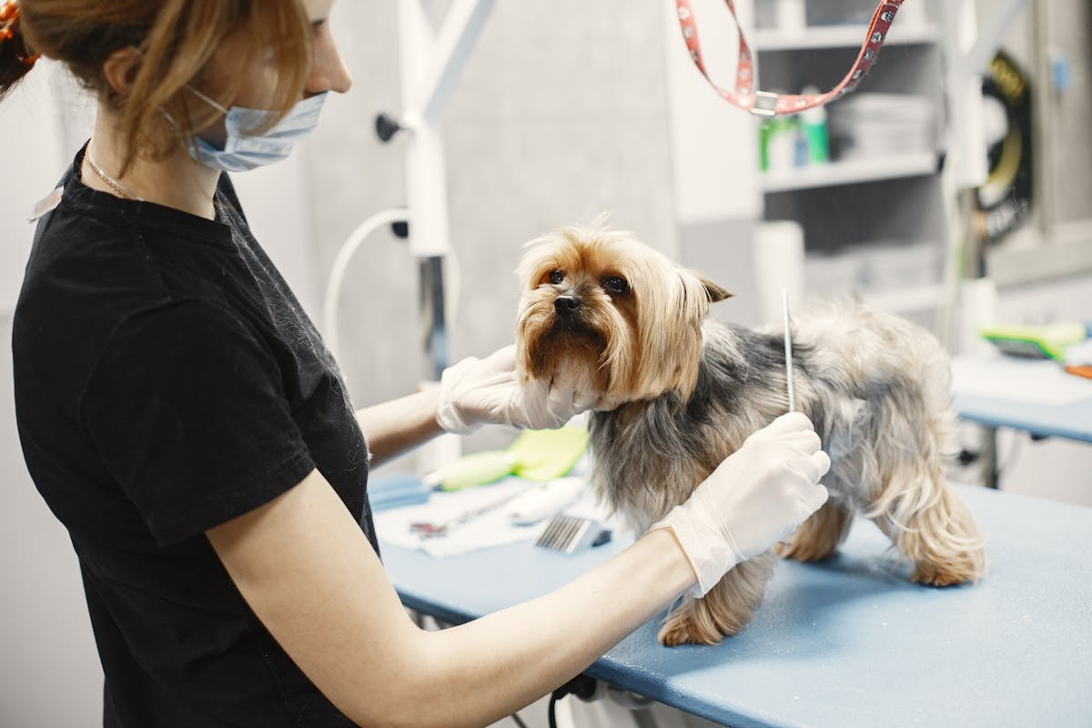 A veterinarian grooming a Yorkshire Terrier indoors at a clinic. — Systems-based nutritional support