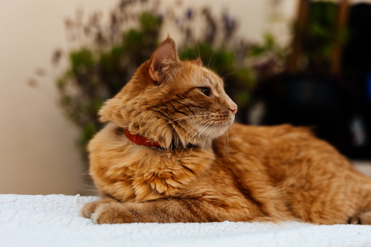 Close-up of a ginger cat with a red collar, lounging indoors on a cozy bed. — Why single nutrients are so appealing