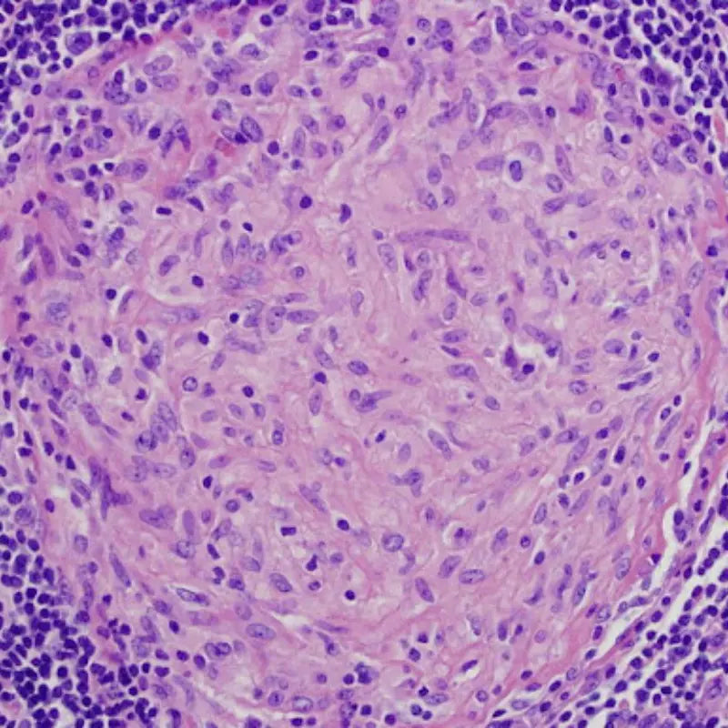 inflammaging 12 hallmarks of aging in dogs 3