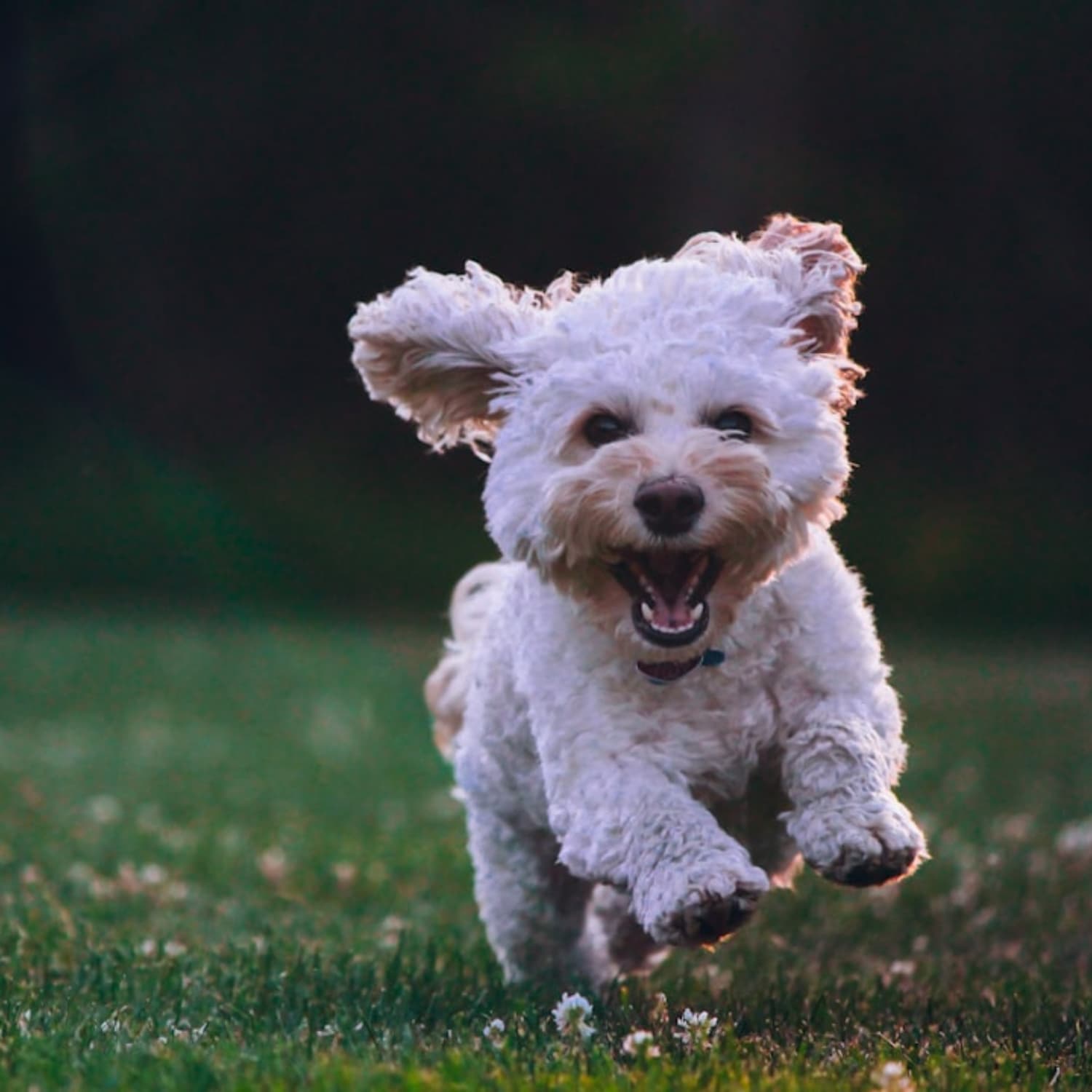 leap years dog supplement happy dog