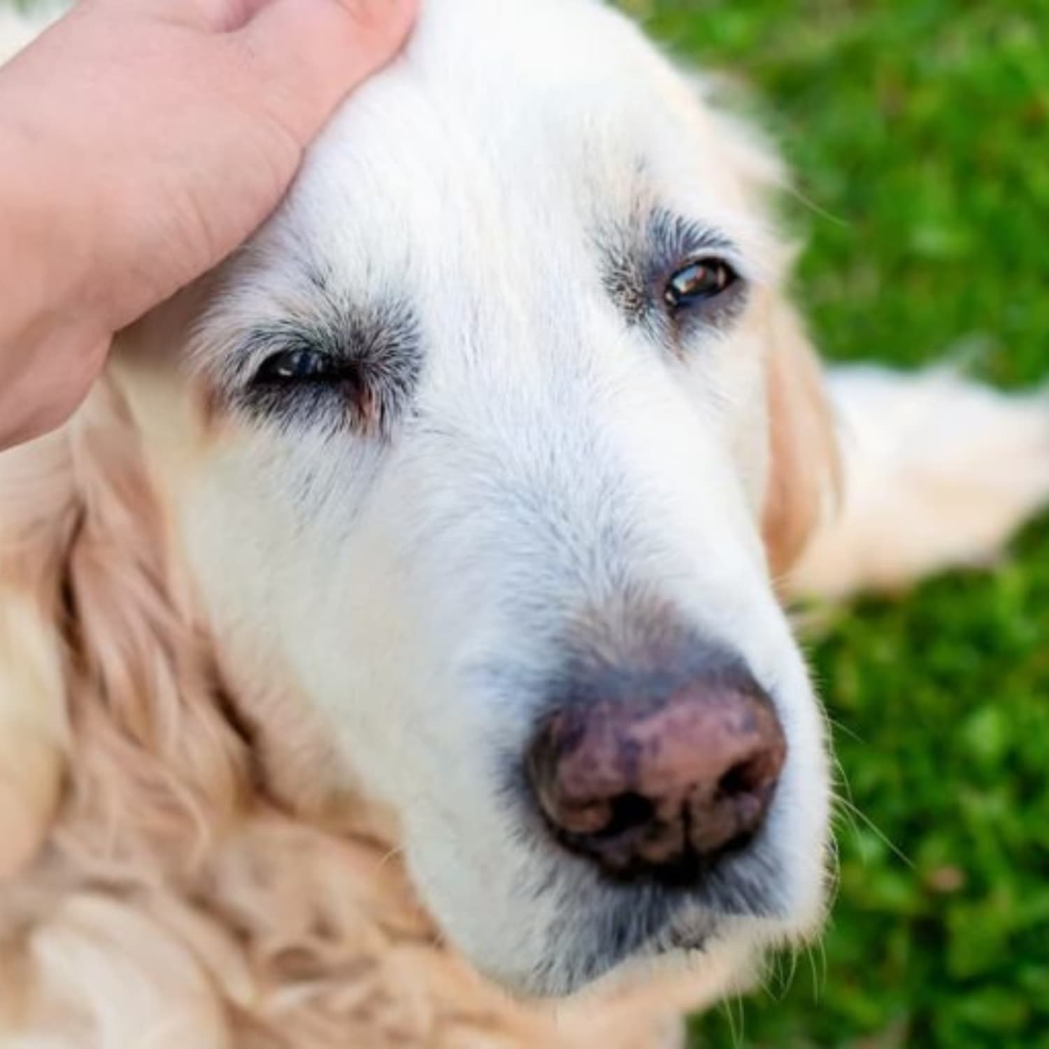 thornevet longevity complex old dog