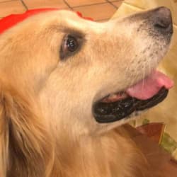 longevity supplements for dogs