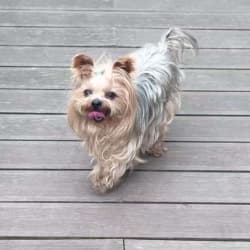 longevity supplements for older dogs