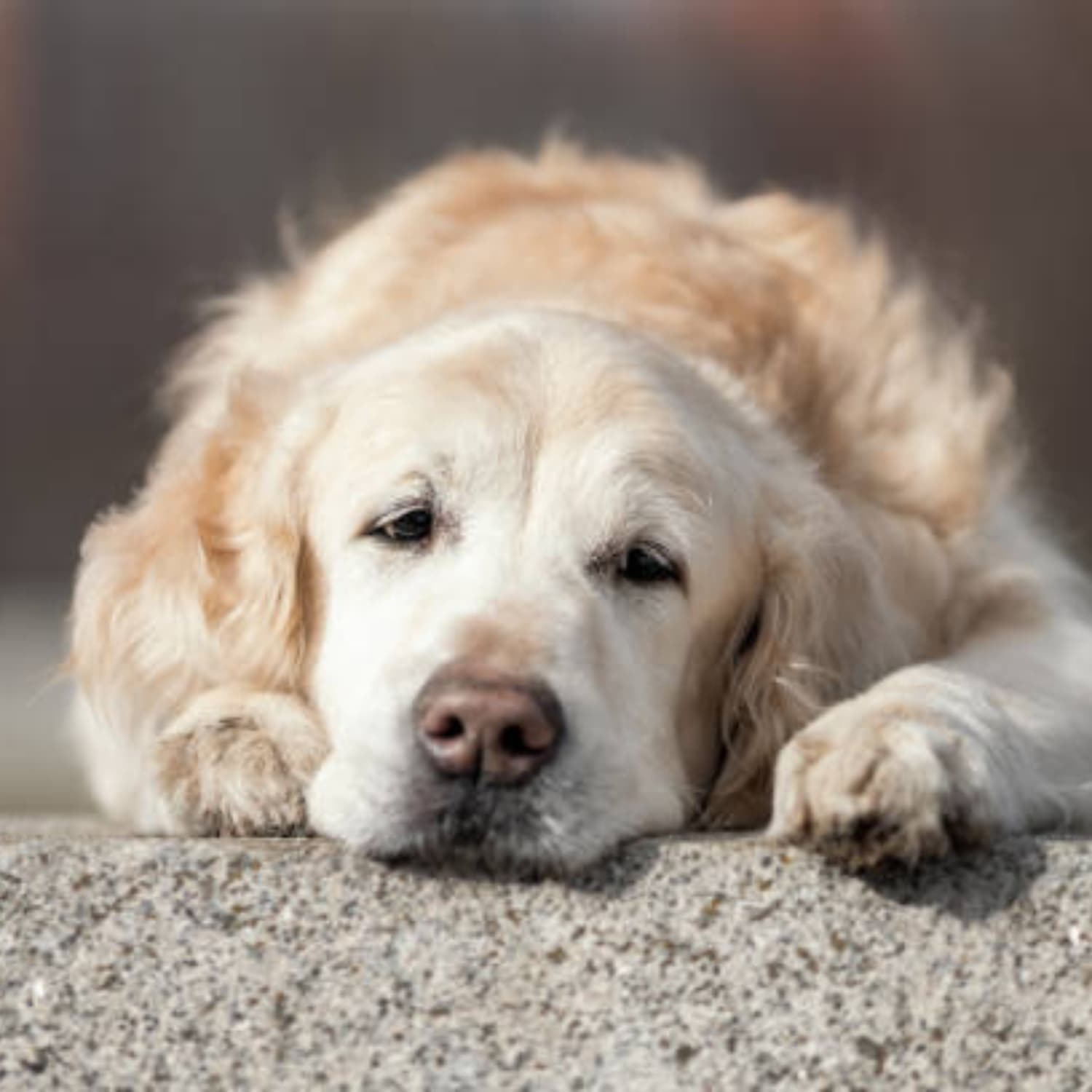 Where Longevity 15 For Dogs Falls Short