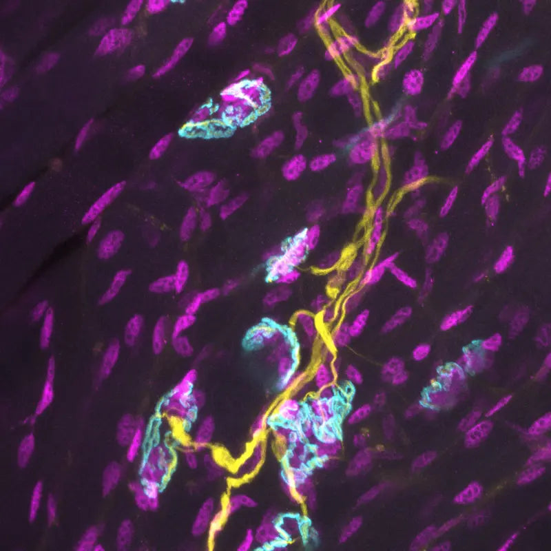loss of proteostasis 12 hallmarks of aging in dogs 2
