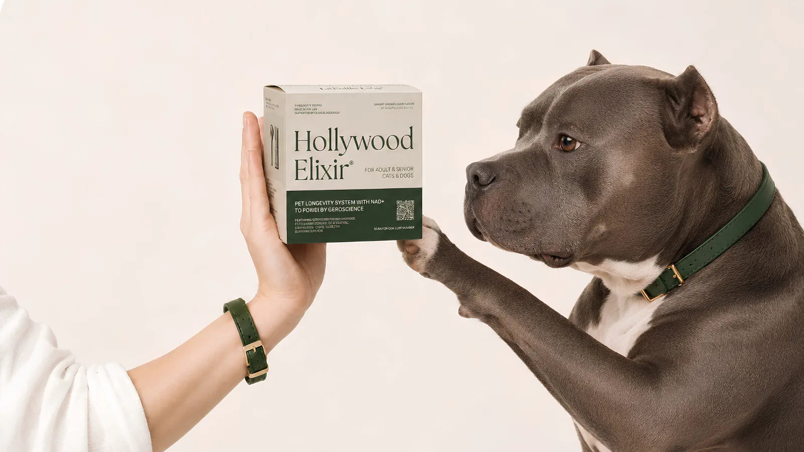 American Bully with the Hollywood Elixir longevity system by La Petite Labs