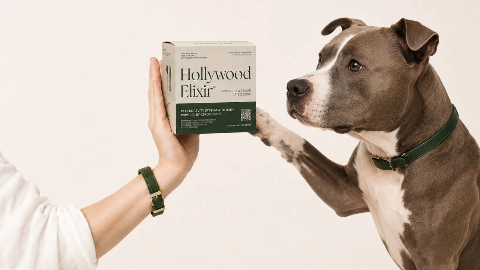 American Staffordshire Terrier with the Hollywood Elixir longevity system by La Petite Labs