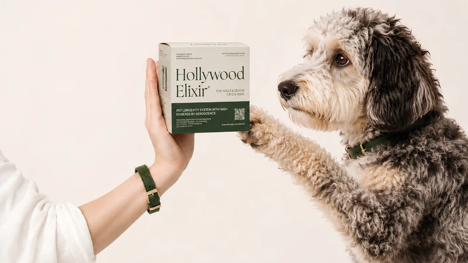 Aussiedoodle with the Hollywood Elixir longevity system by La Petite Labs