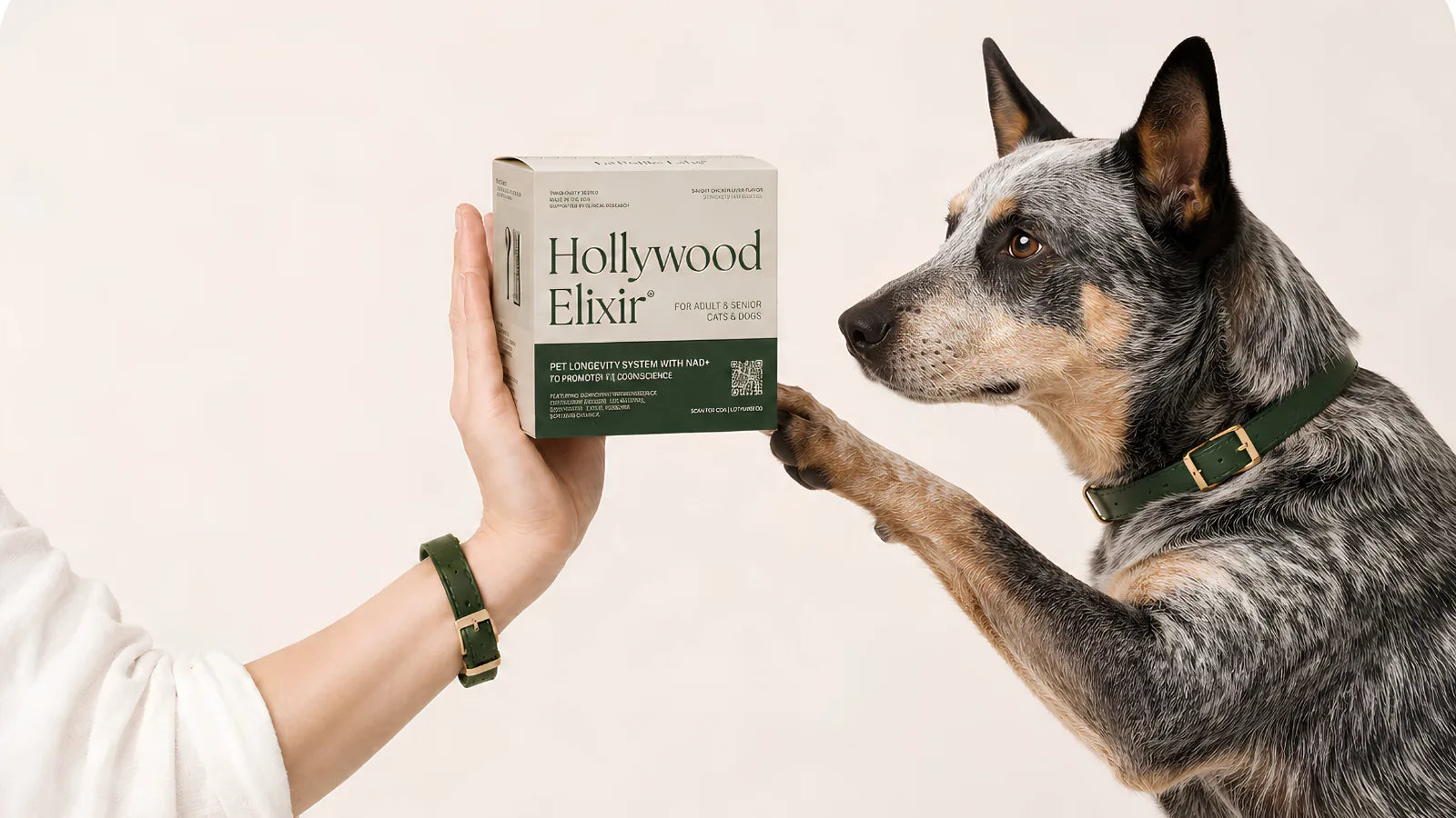 Australian Cattle Dog with the Hollywood Elixir longevity system by La Petite Labs