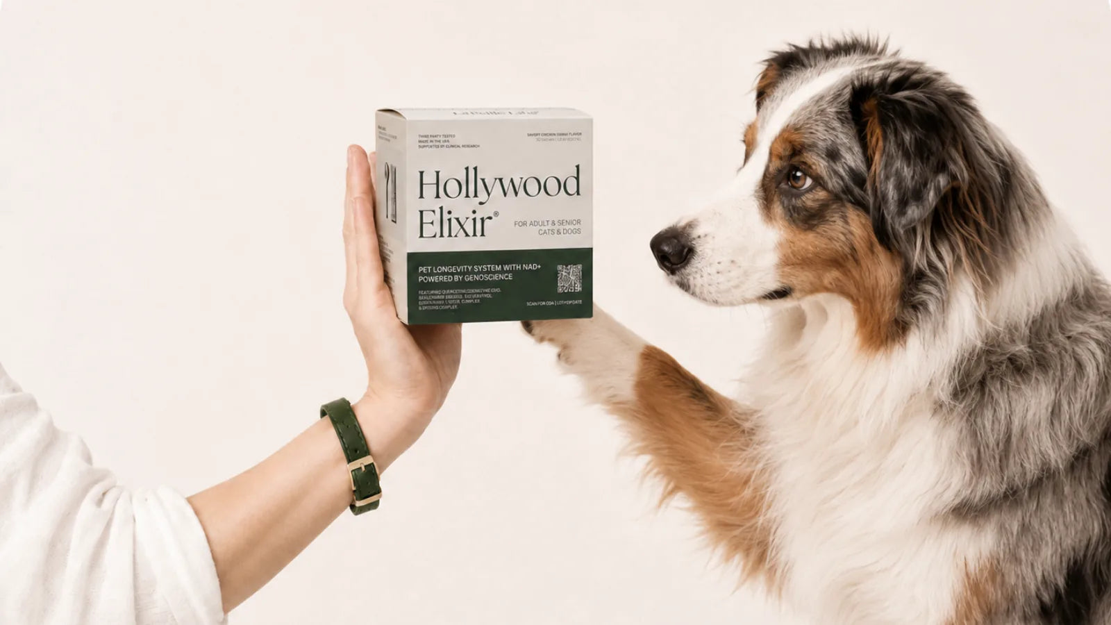 Australian Shepherd with the Hollywood Elixir longevity system by La Petite Labs