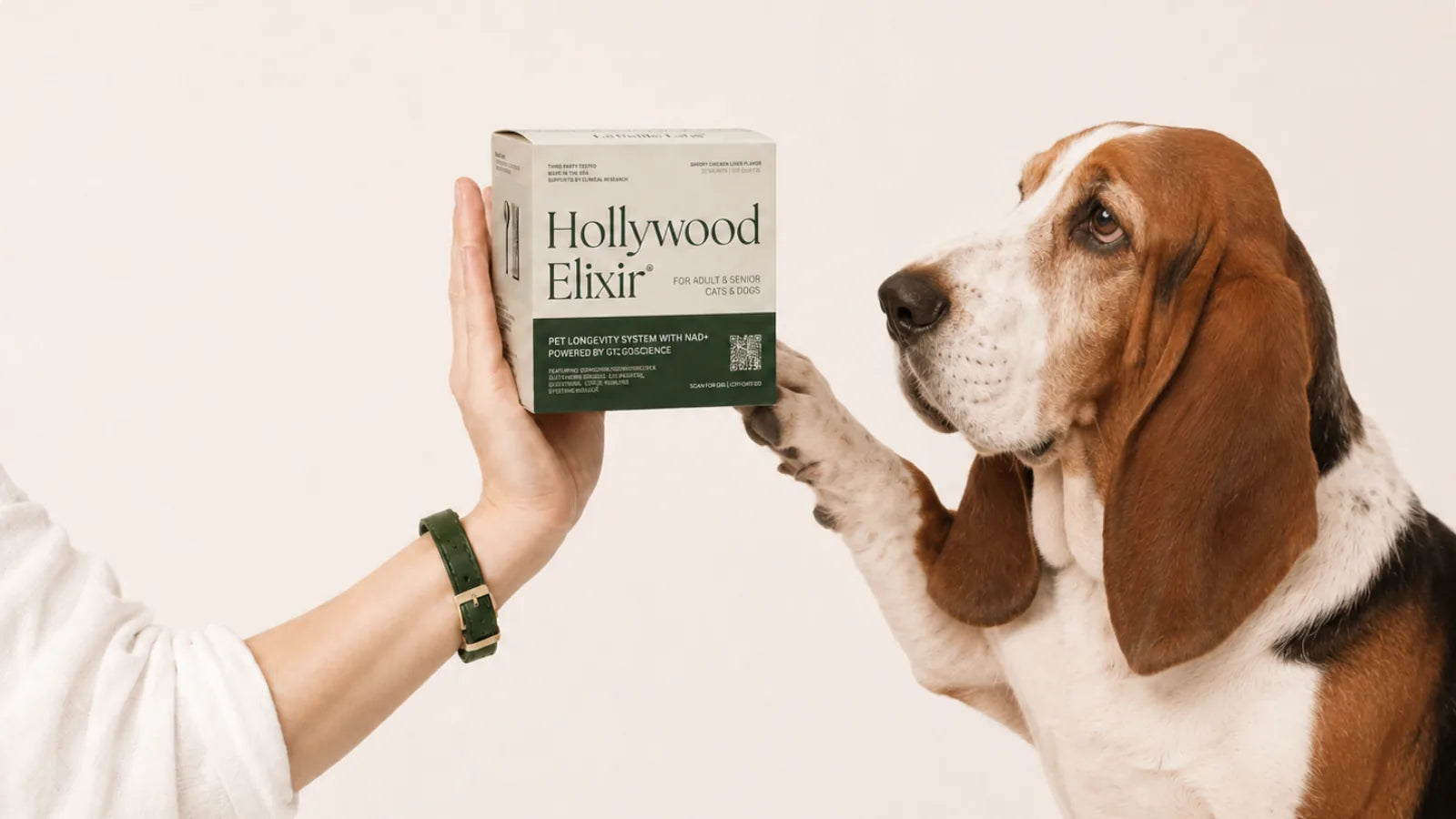 Basset Hound with the Hollywood Elixir longevity system by La Petite Labs