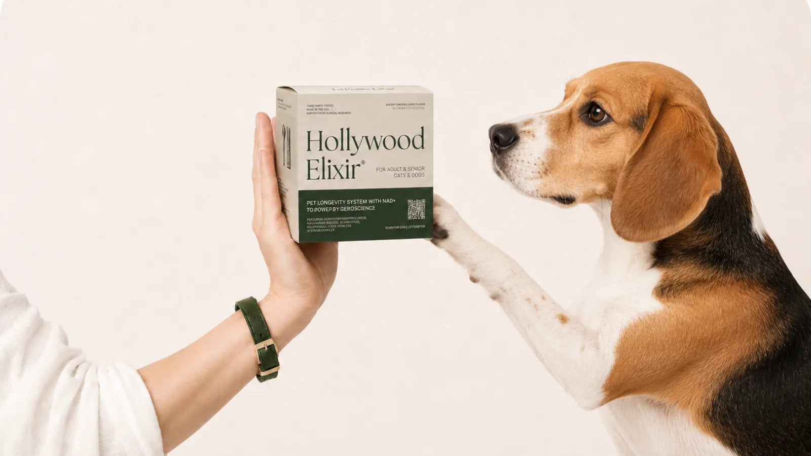 Beagle with the Hollywood Elixir longevity system by La Petite Labs