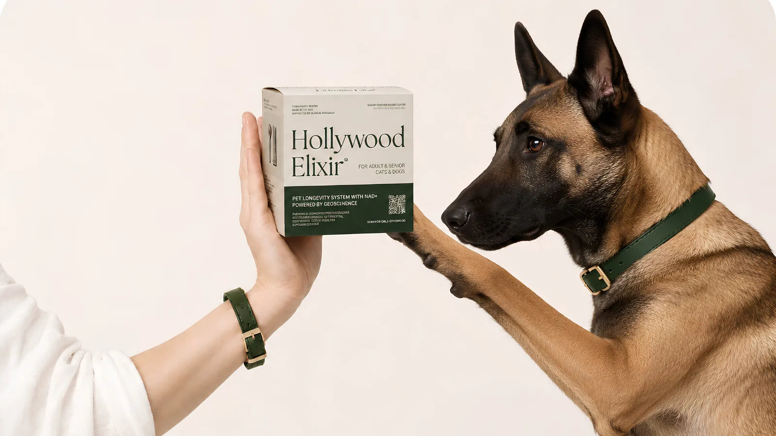 Belgian Malinois with the Hollywood Elixir longevity system by La Petite Labs