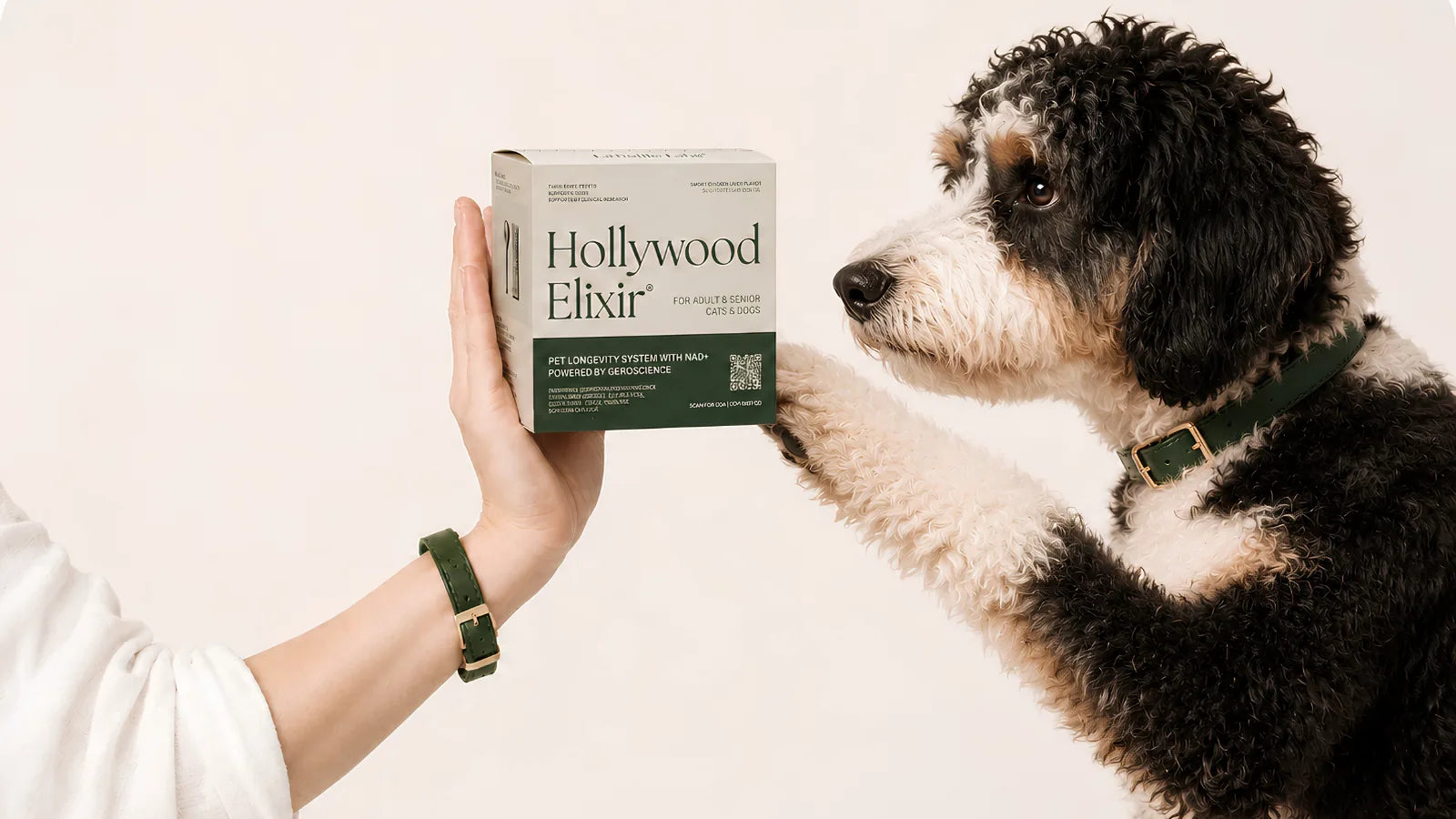 Bernedoodle with the Hollywood Elixir longevity system by La Petite Labs