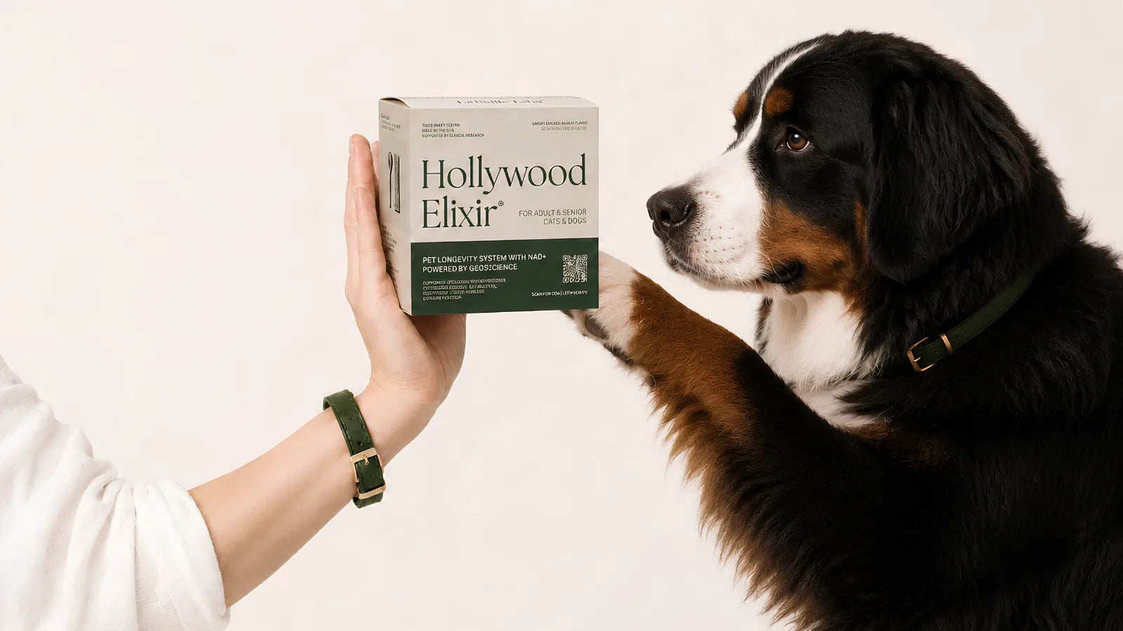 Bernese Mountain Dog with the Hollywood Elixir longevity system by La Petite Labs